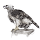 Illustration for article titled 15-year-old prodigy girl draws amazingly well emand/em trains falcons too